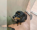 Small Rottweiler Mix