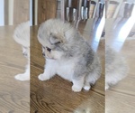 Small #6 Pomeranian