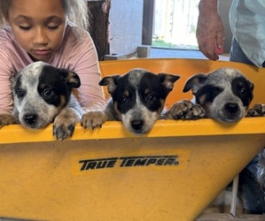 Australian Cattle Dog Puppy for sale in MIDDLEBORO, MA, USA