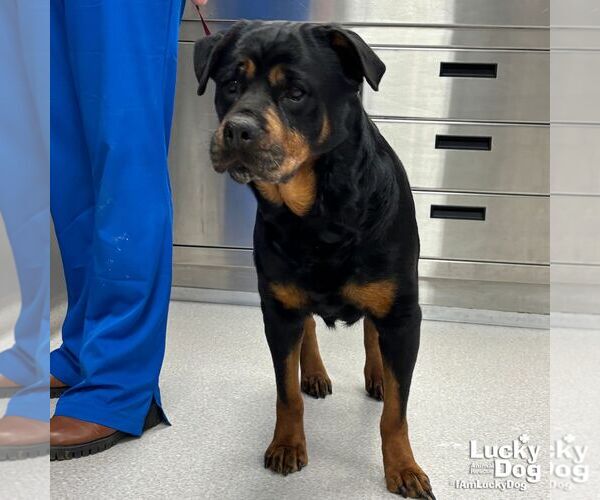 Medium Photo #3 Rottweiler-Unknown Mix Puppy For Sale in Washington, DC, USA