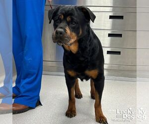 Harper - Female Rottweiler-Unknown Mix Dog for Adoption - Photo #3