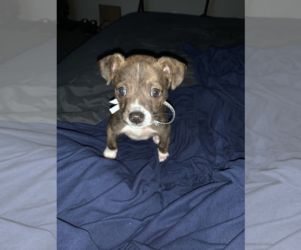 View Ad BeagleChihuahua Mix Puppy for Sale near