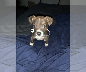 Beagle-Chihuahua Mix Puppy for sale in NASHVILLE, TN, USA