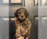 Small #1 Aussiedoodle Miniature 