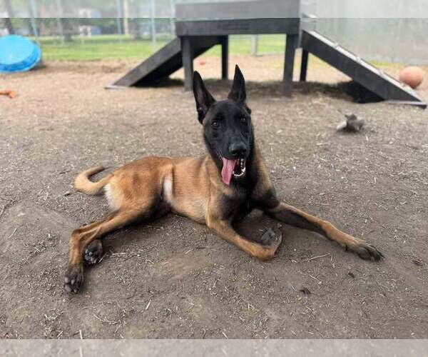 Medium Photo #2 Mutt Puppy For Sale in Imlay City, MI, USA