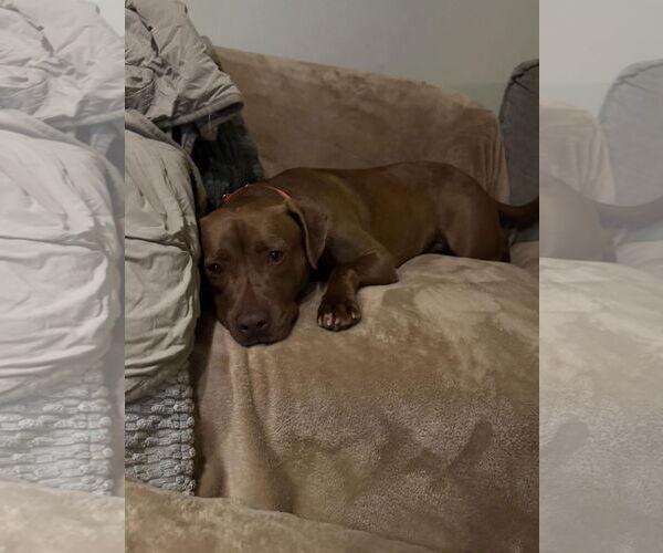 Medium Photo #3 Labrador Retriever-Unknown Mix Puppy For Sale in Doylestown, PA, USA