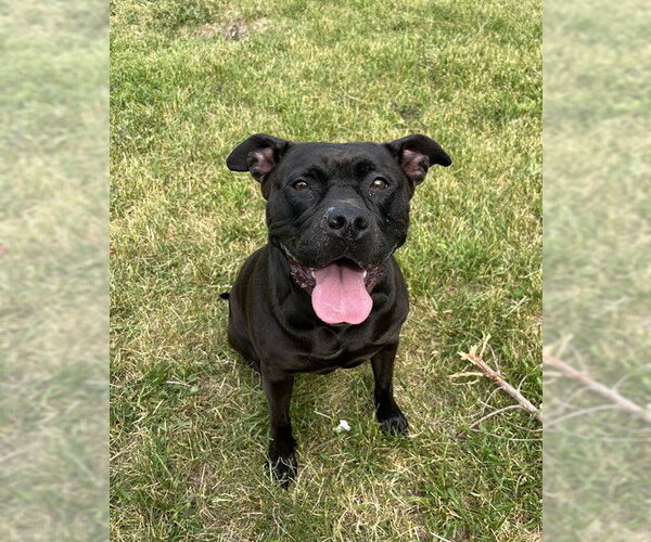 Medium Photo #1 American Bulldog-Labrador Retriever Mix Puppy For Sale in Toronto, Ontario, Canada