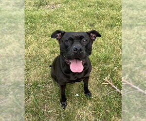 American Bulldog-Labrador Retriever Mix Dogs for adoption in Toronto, Ontario, Canada