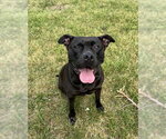Small American Bulldog-Labrador Retriever Mix