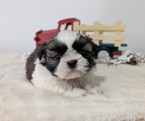 Medium Photo #40 Shih Tzu Puppy For Sale in GOSHEN, IN, USA