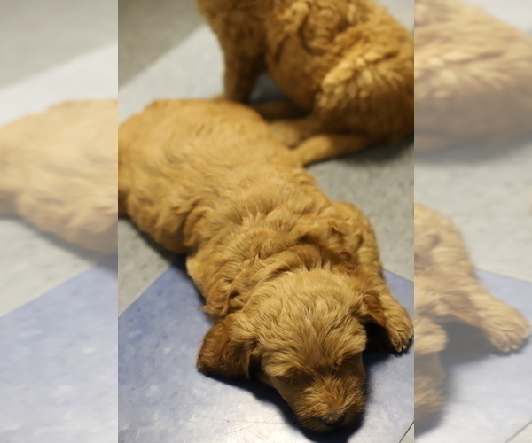 Medium Photo #7 Goldendoodle Puppy For Sale in FOREST PARK, IL, USA