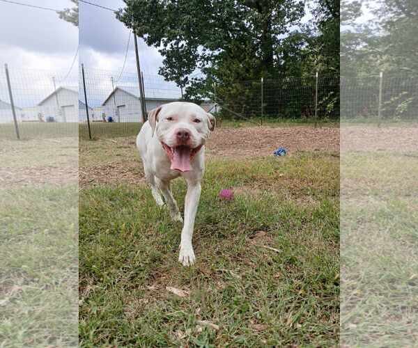 Medium Photo #6 American Pit Bull Terrier-Unknown Mix Puppy For Sale in Rustburg, VA, USA