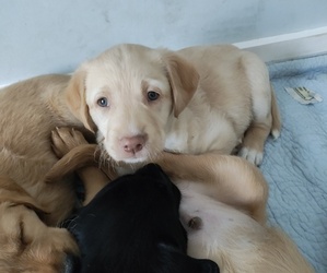 Goldendoodle-Labrador Retriever Mix Puppy for sale in LAWRENCEVILLE, PA, USA