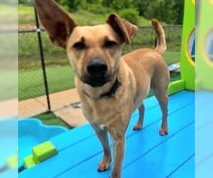 Mutt Dogs for adoption in Vail, AZ, USA