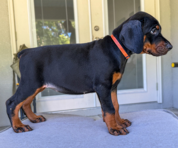 Medium Photo #1 Doberman Pinscher Puppy For Sale in LAKELAND, FL, USA