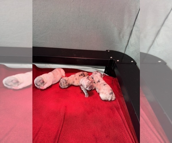 Medium Photo #23 French Bulldog Puppy For Sale in HILTON, NY, USA