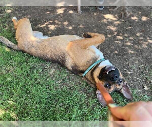 Medium Photo #2 German Shepherd Dog-Unknown Mix Puppy For Sale in Tulsa, OK, USA