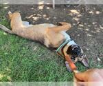 Small #1 German Shepherd Dog Mix