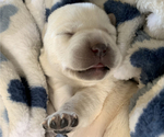 Small Photo #15 Labrador Retriever Puppy For Sale in GLENDALE, CA, USA