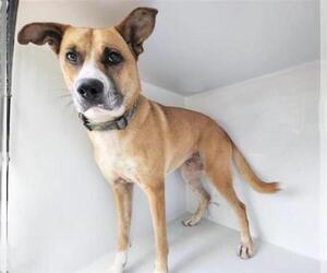 German Shepherd Dog-Unknown Mix Dogs for adoption in Houston, TX, USA