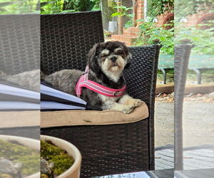 Havashu Dogs for adoption in LADSON, SC, USA