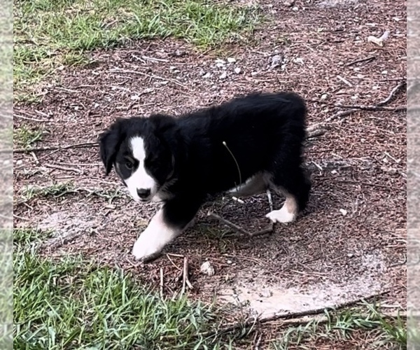 Medium Photo #20 Miniature Australian Shepherd Puppy For Sale in E LAURINBURG, NC, USA