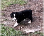 Small Photo #20 Miniature Australian Shepherd Puppy For Sale in E LAURINBURG, NC, USA