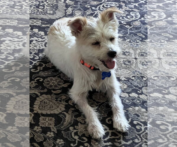 Medium Photo #7 Mutt Puppy For Sale in Corona, CA, USA