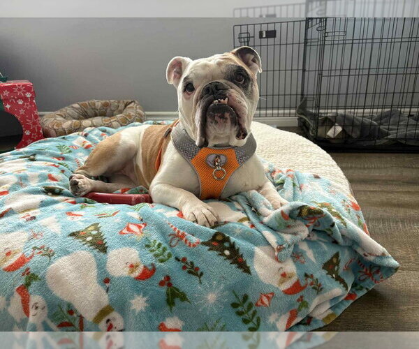 Medium Photo #1 Bulldog Puppy For Sale in Brights Grove, Ontario, Canada