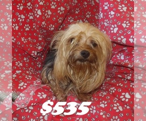 Yorkshire Terrier Puppy for sale in PATERSON, NJ, USA