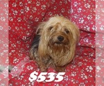 Image preview for Ad Listing. Nickname: Barney