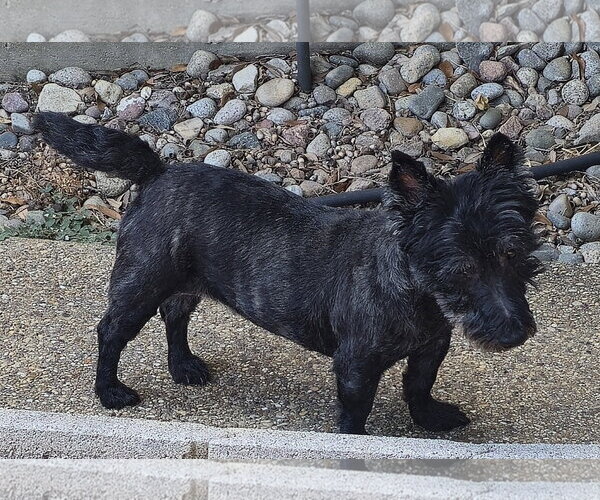 Medium Photo #3 Mutt Puppy For Sale in Dallas, TX, USA