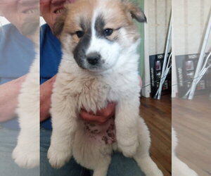 Chow Chow-Unknown Mix Dogs for adoption in Grafton, WI, USA