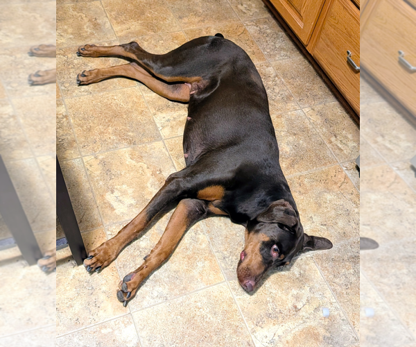 Medium Photo #5 Doberman Pinscher Puppy For Sale in Buffalo, MN, USA
