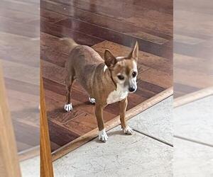 Chihuahua Dogs for adoption in San Antonio, TX, USA