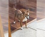 Small Chihuahua