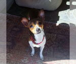 Small #1 Rat Terrier