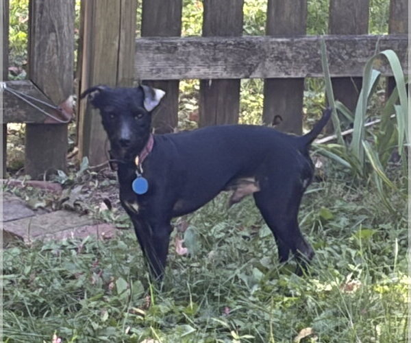 Medium Photo #4 Mutt Puppy For Sale in Rootstown, OH, USA