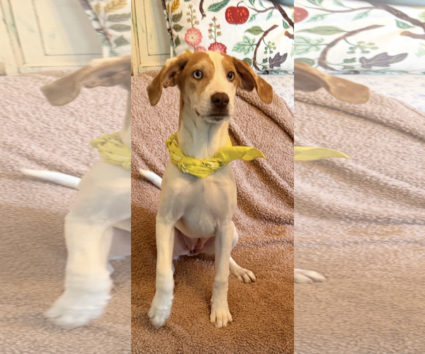 Medium Photo #2 Treeing Walker Coonhound-Unknown Mix Puppy For Sale in Rockaway, NJ, USA