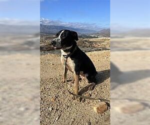 Lola - Female Australian Shepherd-Maremma Sheepdog Mix Dog for Adoption - Photo #3