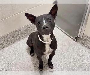 Labrador Retriever-Unknown Mix Dogs for adoption in Houston, TX, USA