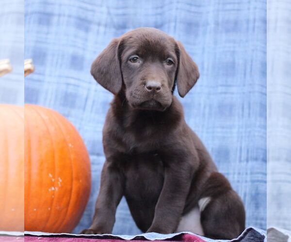 Medium Photo #4 Labrador Retriever Puppy For Sale in ELLIOTTSBURG, PA, USA