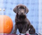 Small #3 Labrador Retriever