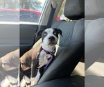 Small #11 Australian Shepherd-Catahoula Leopard Dog Mix