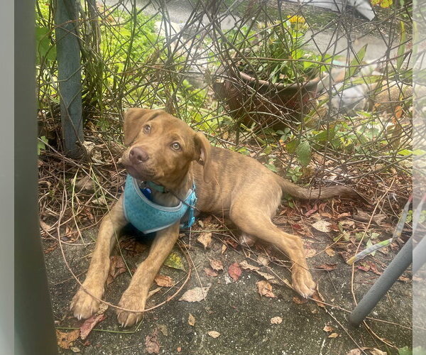 Medium Photo #6 Mutt Puppy For Sale in Mount Laurel, NJ, USA