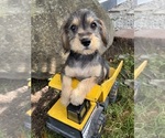 Small #3 Schnoodle (Miniature)