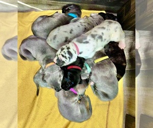 Great Dane Litter for sale in COLS, GA, USA