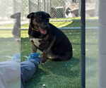 Small #1 Rottweiler