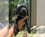 Small #1 Labrador Retriever