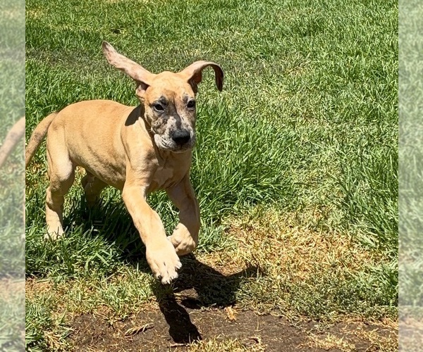 Medium Photo #18 Great Dane Puppy For Sale in CORONA, CA, USA